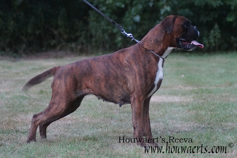 Houwaerts Reeva 02