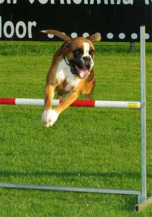 denzel agility