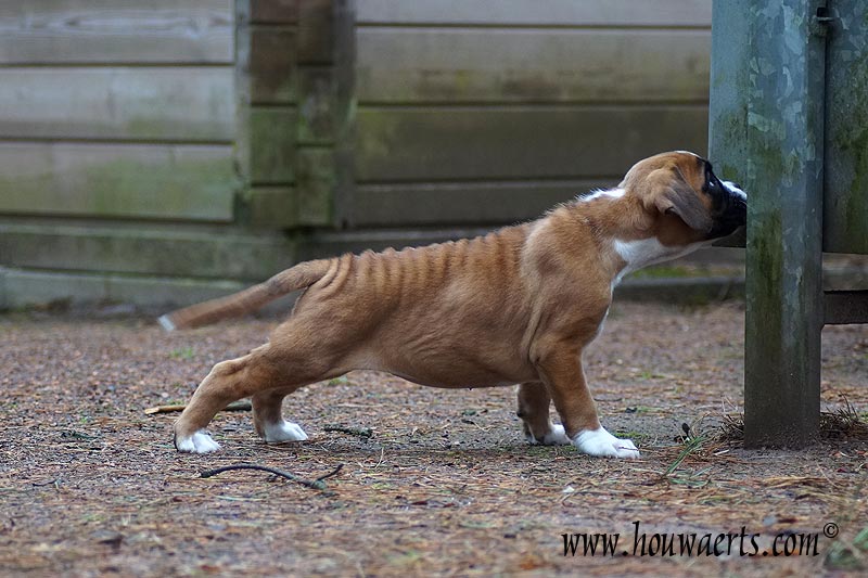 kinderboerderij 14