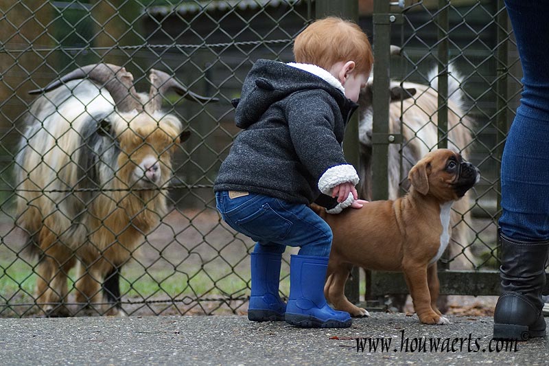 kinderboerderij 24